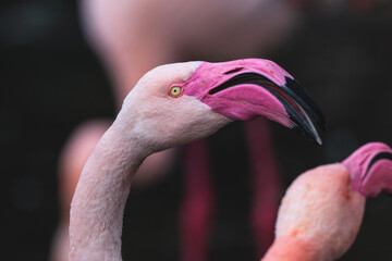 Wall Mural - The greater flamingo portrait with dark blurred background. Beautiful pink bird (Phoenicopterus roseus) with long neck, big vivid pink beak and yellow eyes.