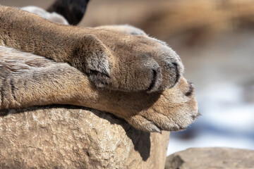 Wall Mural - Detail of the paws of cougar with retractable claws