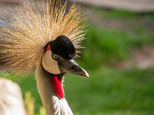 Jenjang Mahkota, A Bird With Crest On Head. Selective Focus