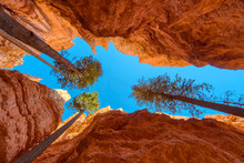 Looking Up In Bryce Canyon