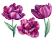 Set of violet flowers. Tulips on isolated white background watercolor botanical painting