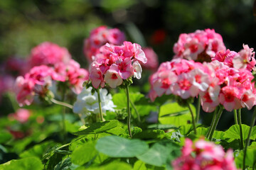 Wall Mural - pink plumbago auriculata flower in the garden