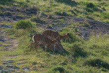 Female Blesbok Grazing On A Hill On Safari 