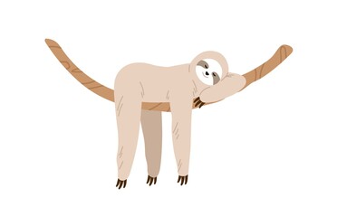 Poster - Cute and funny sloth hanging on tree branch and sleeping. Slow and lazy animal relaxing on liana. Baby character. Colored flat vector illustration isolated on white background