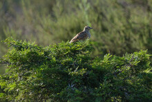 Cape Clapper Lark Perched And Singing In A Small Tree