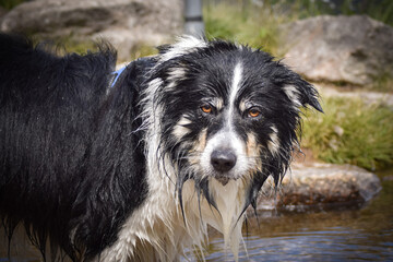 Border collie is standing in water. He is so crazy happy dog on the trip.