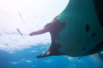 Wall Mural - Underwater photo of big manta ray swimming against water surface