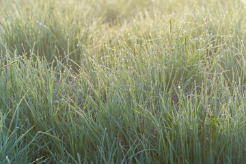 Wet green morning grass