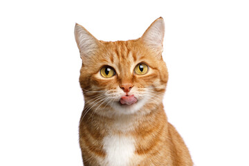 Wall Mural - Portrait of Licking Ginger Cat, Looking in camera on Isolated white background, front view