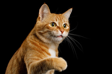 Wall Mural - Portrait of Playful Ginger Cat Raising up Paw on Isolated Black Background