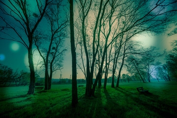 Wall Mural - abstract natural background, trees in the early morning with beautiful fantastic bokeh