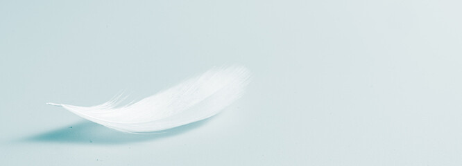 Wall Mural - white bird feather on blue background