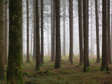 Fototapeta Las - Forest with mist in autumn in the community of Beromünster in the district of Sursee in the canton of Lucerne in Switzerland.
