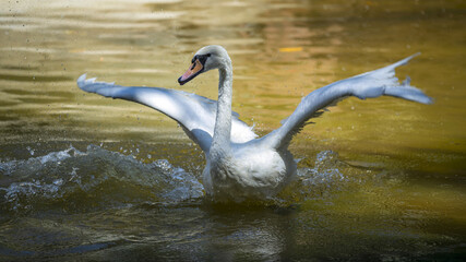 Cygne en action 