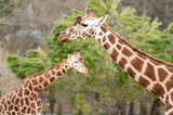 Fototapeta Zwierzęta - Two giraffes (Giraffa camelopardalis) in front of a leafy tree