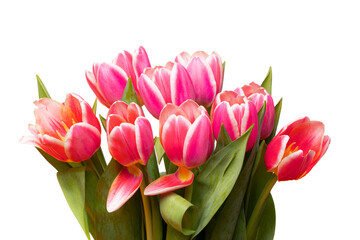 Wall Mural - Flowers background. A bunch of red fresh beautiful tulips bouquet isolated on a white background. Macro.