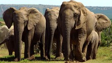 A Herd Of Elephants Flapping Their Ears As They Walk In Slow-motion.