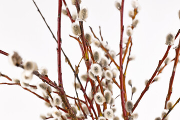 Goat willow branches with with soft silky and silvery catkins flowers
