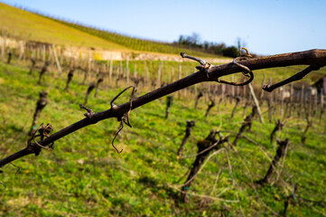 Vignes Alsaciennes - 2