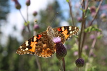 Painted Lady (Vanessa Cardui, Distelfalter) In The Harz National Park