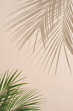 Summer Natural Color Green Palm Leaves And Hard Shadows. Tropical Background. Minimal Summer Concept.