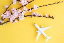 Flat Lay With Copy Space. Model Airplane And Branches Of Cherry Blossoms During Flowering On A Yellow Background.