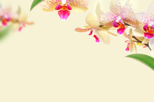 Delicate Branches Of Phalaenopsis Orchid Flowers And Green Leaves On Beige Background. Tropical Floral Background, Card With Orchids For The Holiday, March 8, Mother's Day. Beauty And Spa Flower