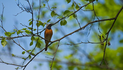 Wall Mural - A wild bird, the common redstart, sits on a tree branch on a spring day. A male redstart with an orange belly in the wild.