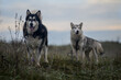 Two malamutes on a foggy morning stand on a hill in autumn 
Cold morning and dogs 
Two dogs of malamute breed black white and gray color like a wolf 