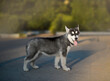 Little black white female puppy breed Siberian husky stands 
Beautiful funny puppy walks in the evening