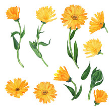 Set Of Calendula Flower Elements Isolated On White Background. Watercolor Hand Drawing Illustration. Clip Art Of Yellow Flowers, Green Leaves, Branches. Calendula Officinalis.
