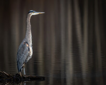 Great Blue Heron Perched Or On The Lake