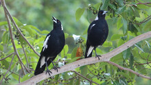 Two Australian Magpies Perched On A Branch