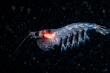 Krill drifting underwater in the St. Lawrence River in Canada