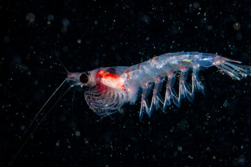 Wall Mural - Krill drifting underwater in the St. Lawrence River in Canada