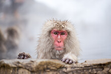 Japanese Macaque At The Jigokudani Monkey Park, Nagano, Japan
