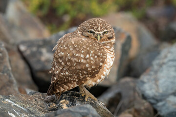 Wall Mural - Burrowing Owl 