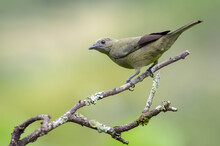 Palm Tanager Perched On Some Dry Branches With A Nice Background