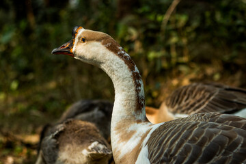 Tribe swans and the freckled duck or stictonetta naevosa