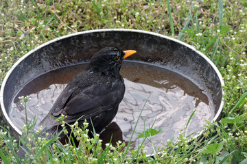 Wall Mural - A male common blackbird bathing in a bird bath made of a frying pan
