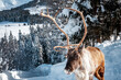 A reindeer walks in the snow in Megève, in the alps in Haute Savoie.