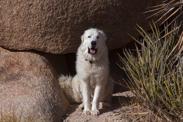 Sticker - Great Pyrenees on granite boulders.