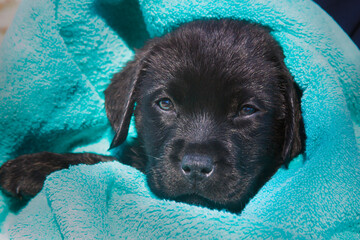 Sticker - Labrador retriever puppy.