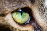 Fototapeta Koty - Eye of a feline predator animal close up. Macro photography