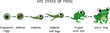 Frog life cycle. Sequence of stages of development of cartoon green frog from egg to adult animal isolated on white background with titles