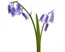 Violet Flower Of Scilla , Bluebell Flower, Isolated On White Background