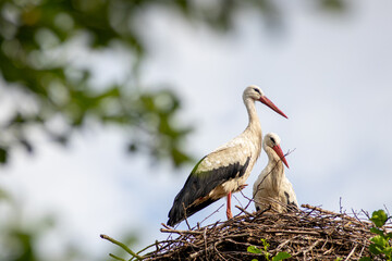 Wall Mural - White storks in the nest, spring. Green tree. Blue sky. Ciconia ciconia. 