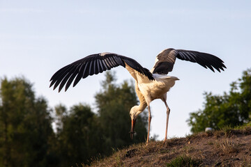 Wall Mural - White stork walking  near the medieval castle. Spring. Ciconia ciconia. Stone wall. Spread wings. Sunny day.