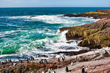 Sticker - Argentina, Santa Cruz. Puerto Deseado, Penguin Island, Southern Rockhopper penguin.