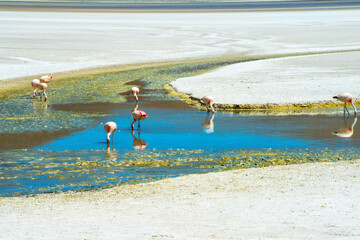 Canvas Print - Flamingos in Laguna Hedionda, Potosi Department, Bolivia